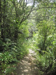 Typical trail through regenerating native bush